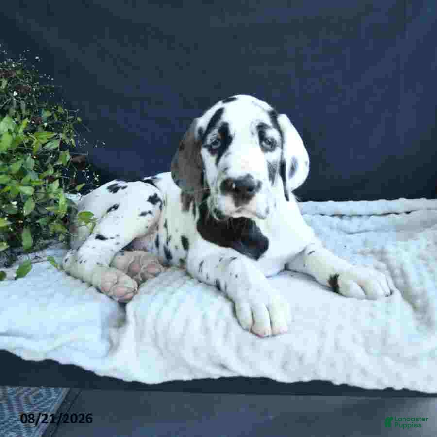 Great Dane dogs Chase - Ad 2