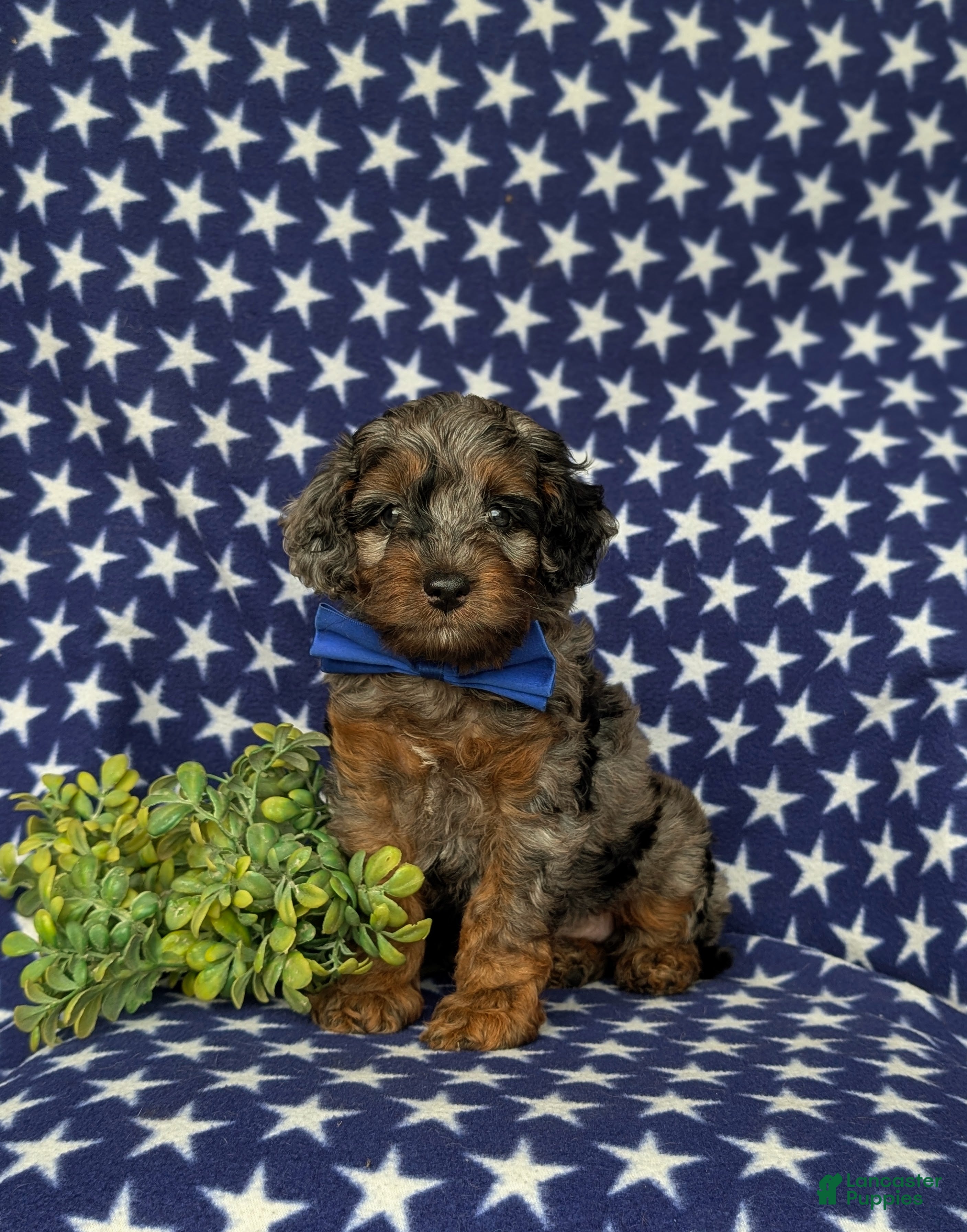 Cockapoo dogs Clark Hypoallergenic - Ad 2