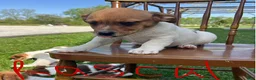 Jack Russell Terrier dogs for sale: Rascal - Ad 3