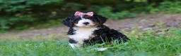 Mini Bernedoodle dogs for sale: Reese - Ad 6