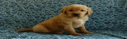 Golden Retriever dogs for sale: Harley - Ad 4