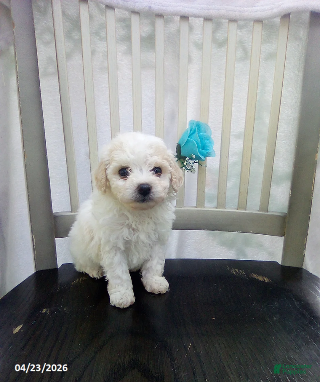 Bichpoo dogs for sale: Casper - Ad 1