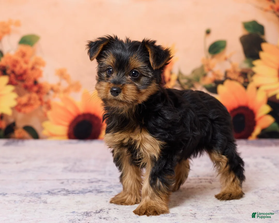 Yorkshire Terrier dogs for sale: Chloe - Ad 5