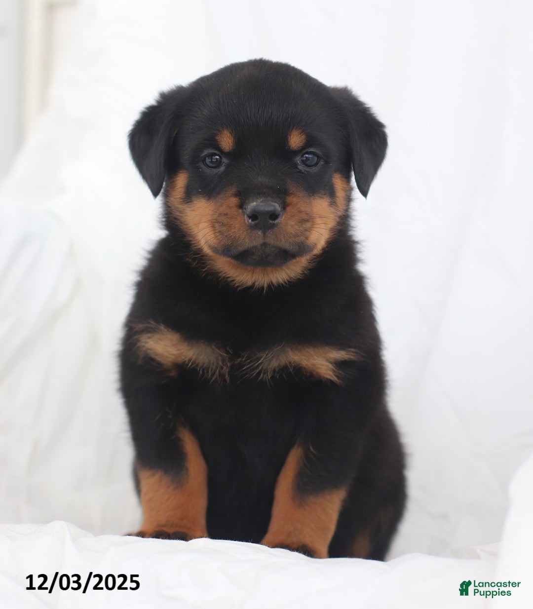 Rottweiler dogs for sale: Candy - Ad 4