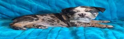 English Bulldog dogs for sale: English Bulldog 3 - Ad 2