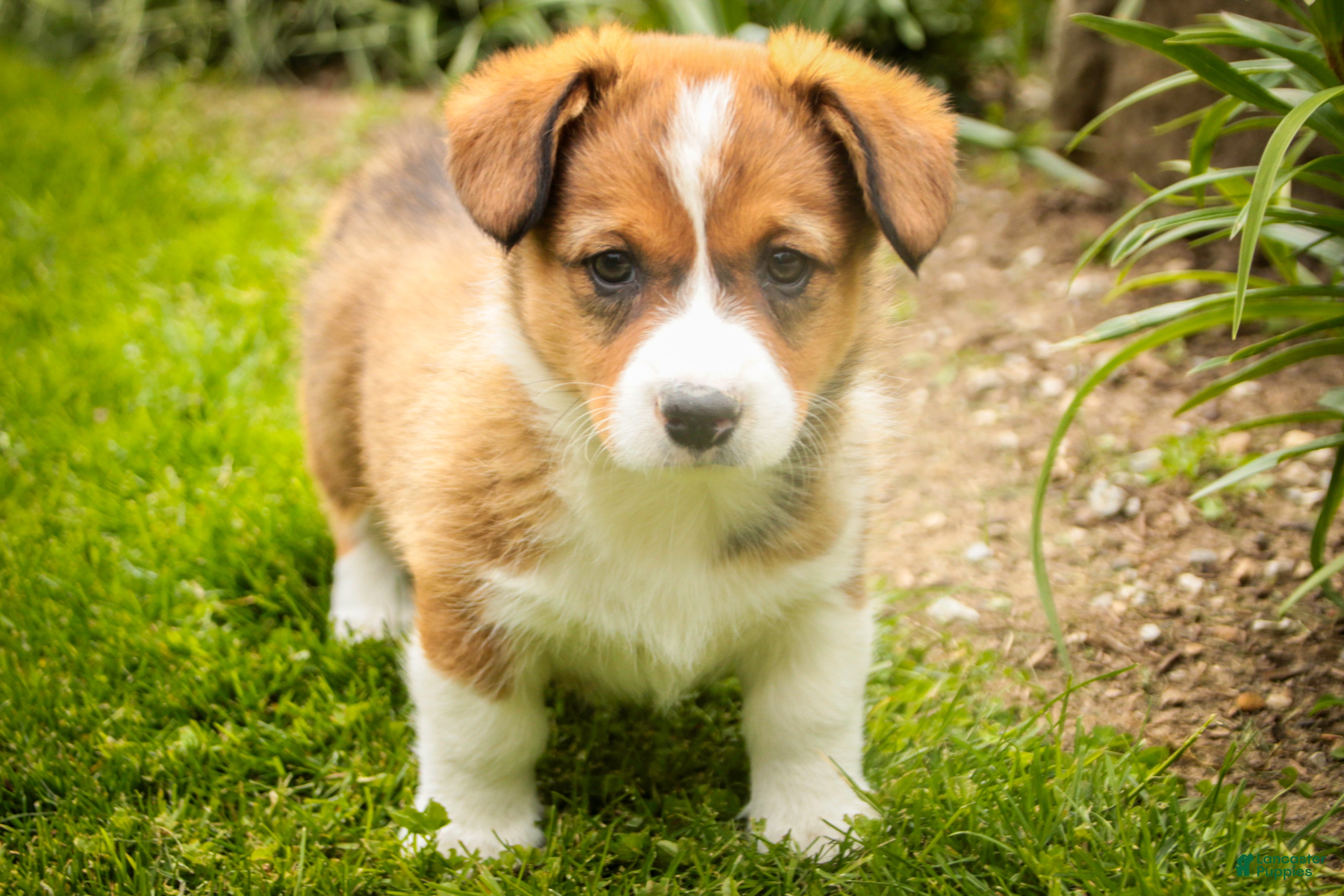 Welsh Corgi Pembroke dogs Giselle - Ad 2