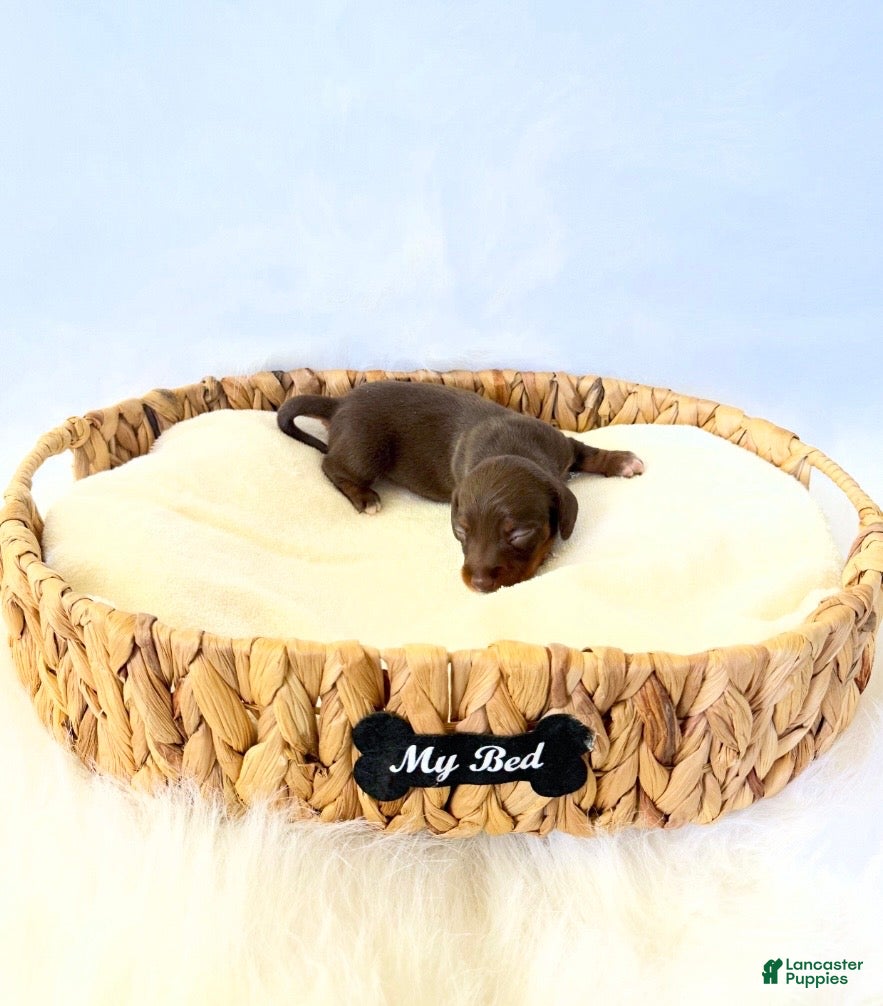 Miniature Dachshund dogs for sale: AKC Daisy - Ad 2