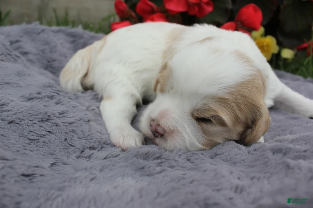 Cavachon dogs for sale: Apollo - Ad 2