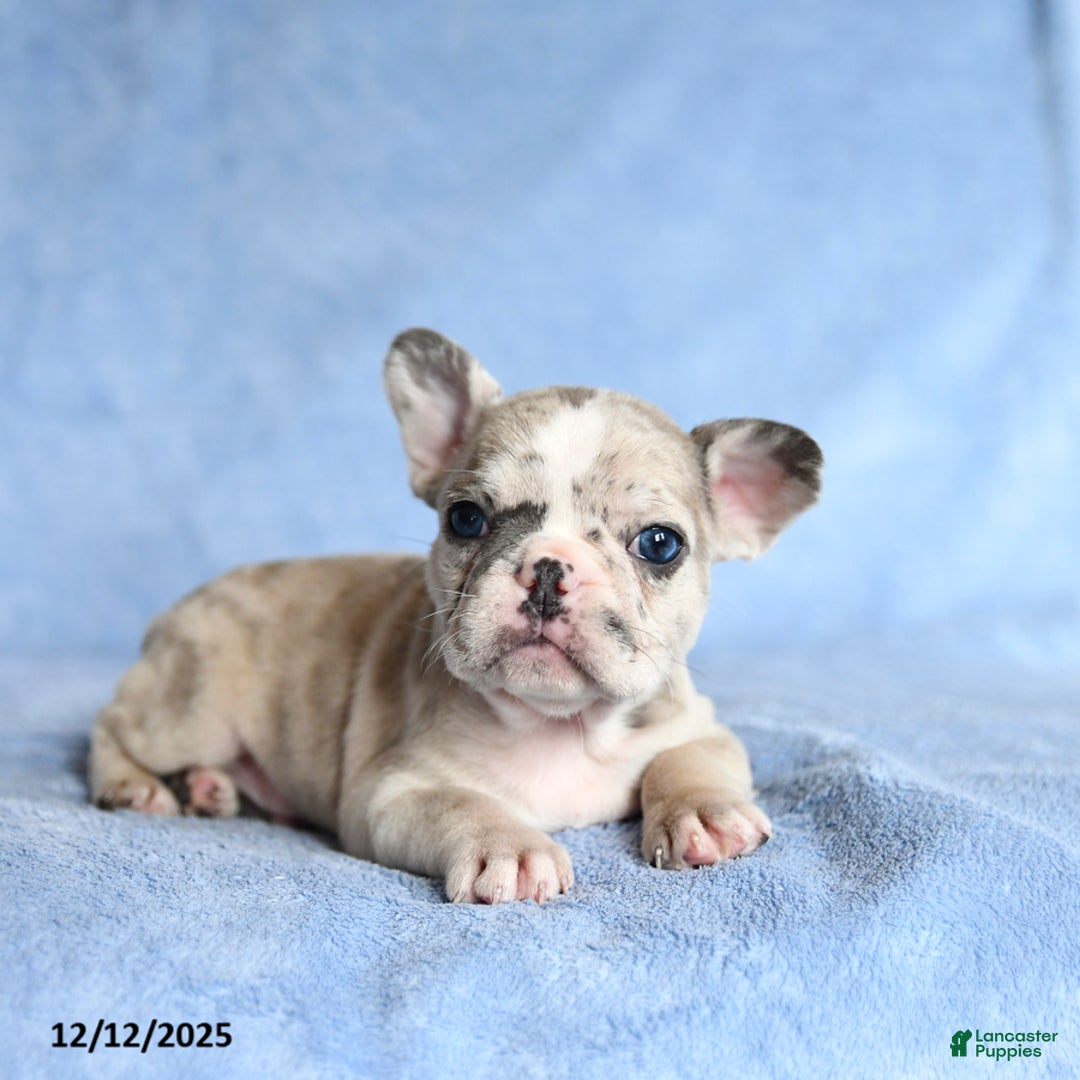 French Bulldog dogs for sale: Yolan - Ad 2