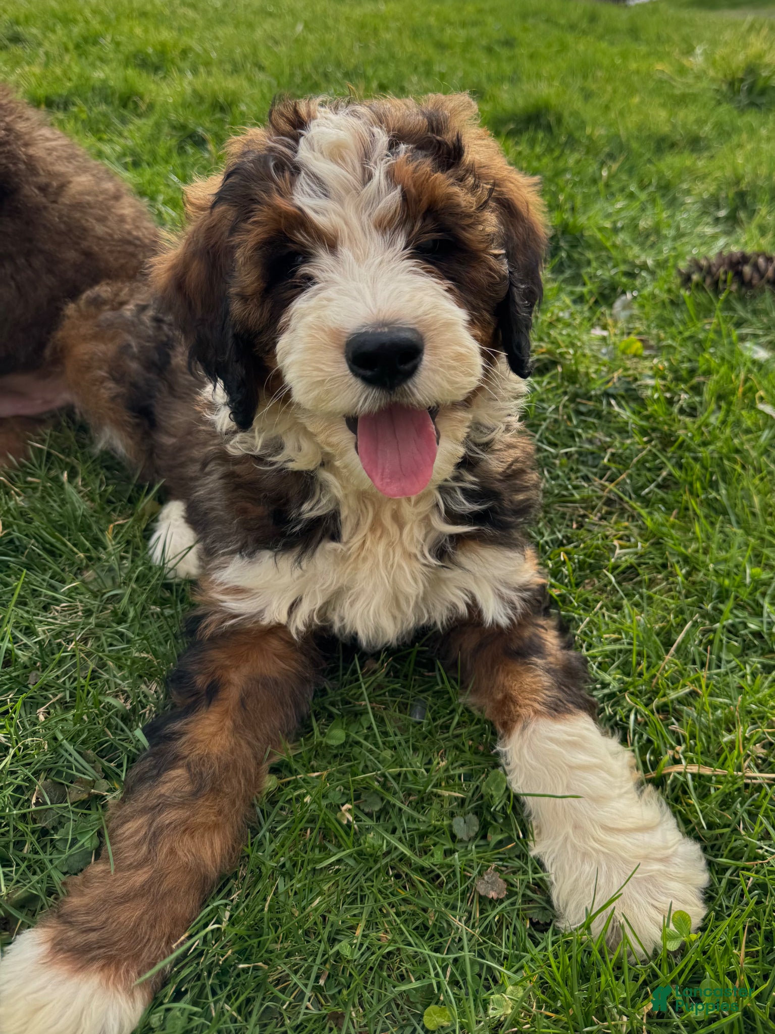 Bernedoodle dogs Milo - Ad 1