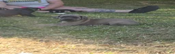 Cane Corso dogs for sale: Cane Corso Puppy 7 - Ad 4