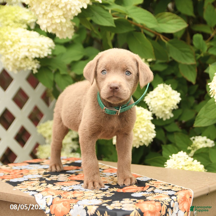 Labrador Retriever dogs Max - Ad 2