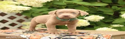 Labrador Retriever dogs for sale: Max - Ad 2