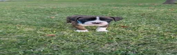 Boxer dogs for sale: Boxer Puppy 3 - Ad 4