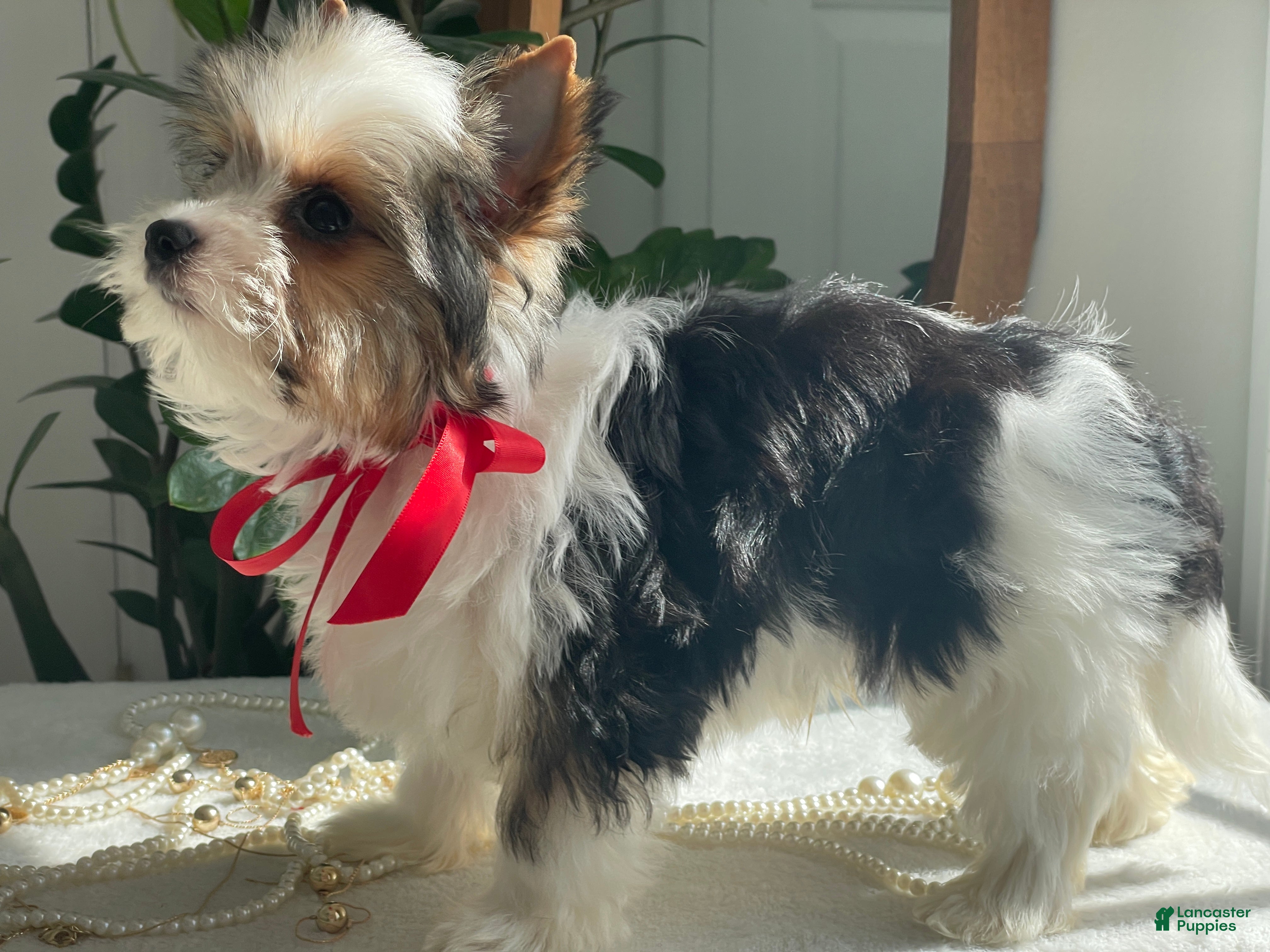 Biewer Terrier dogs Chico - Ad 2