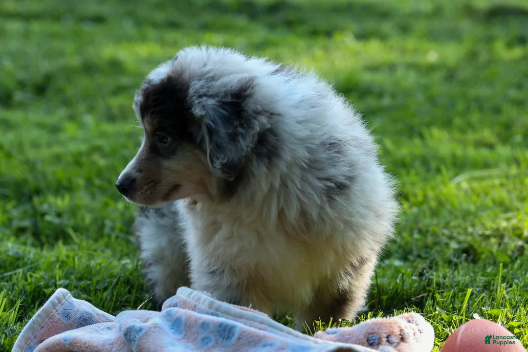 Miniature Australian Shepherd dogs for sale: LANDON [ new pictures] - Ad 2