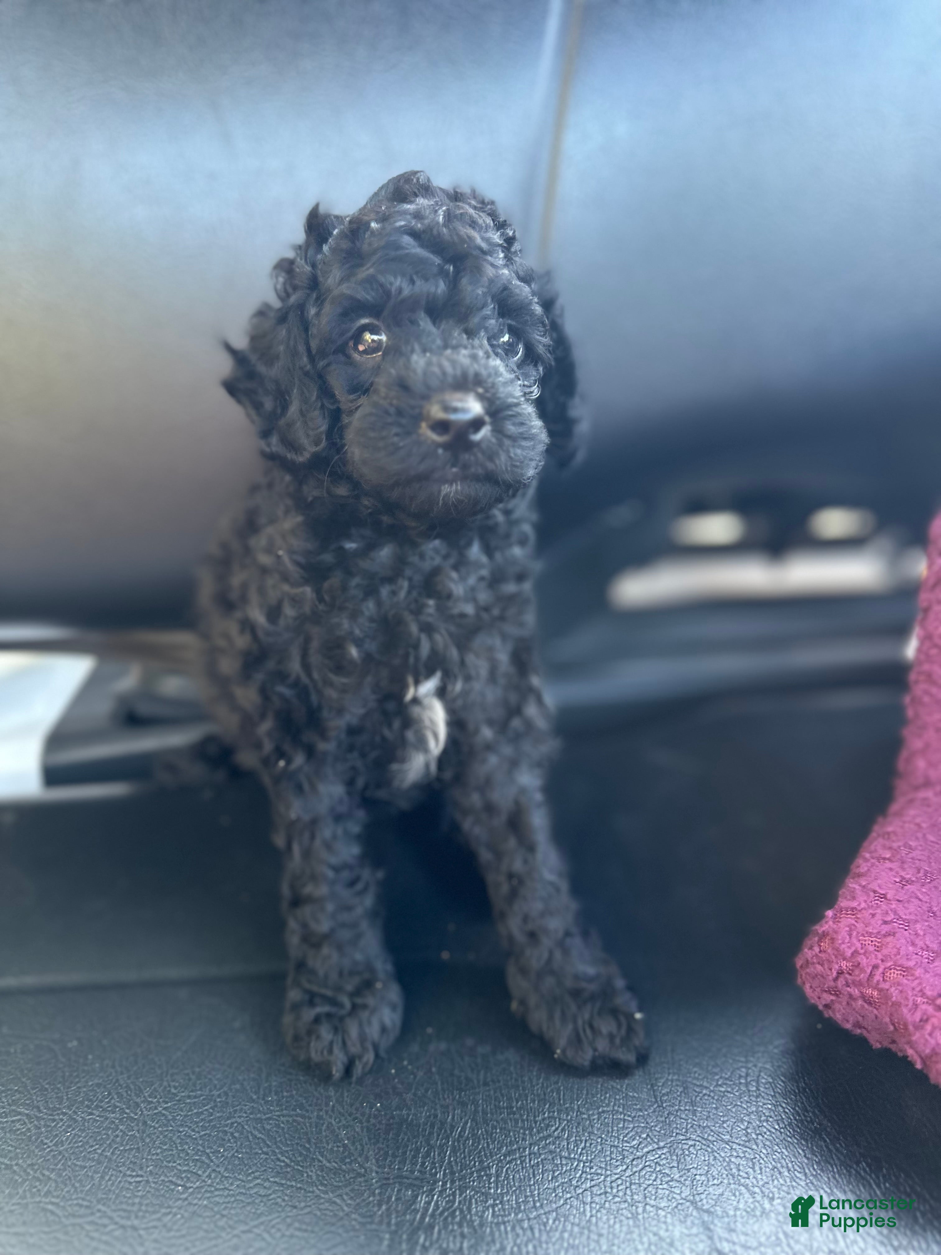 Toy Poodle dogs Jetta - Ad 1