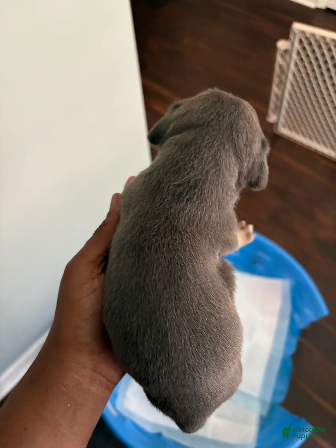 Mixed Breed dogs for sale: Pup 7 - Ad 2