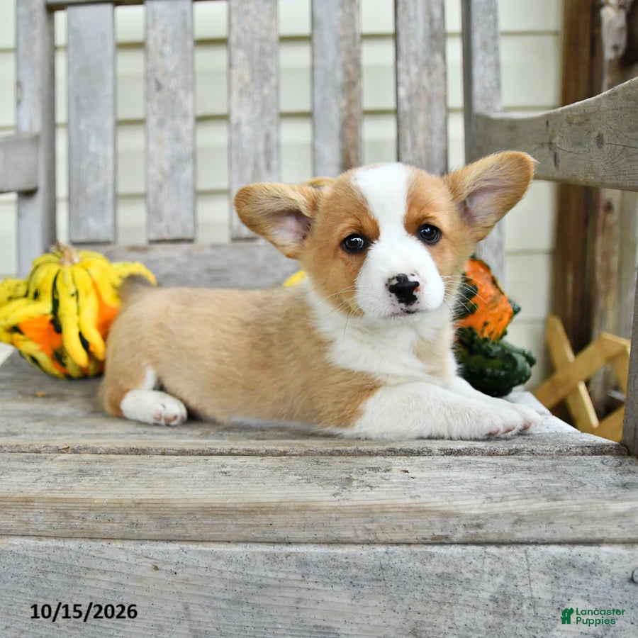 Welsh Corgi Pembroke dogs for sale: Spot - Ad 2