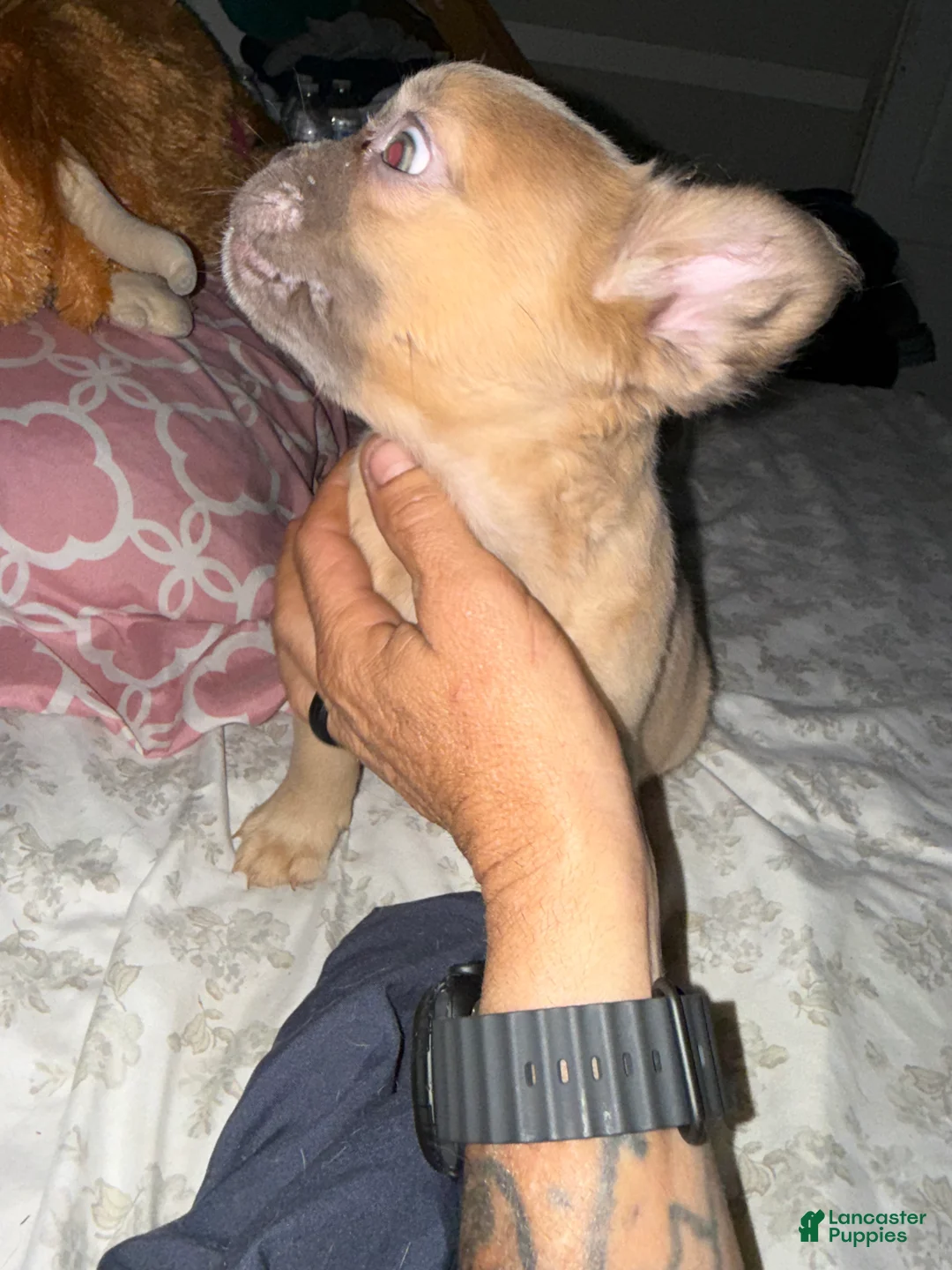 French Bulldog dogs for sale: Isabella new shade fluffy female - Ad 2