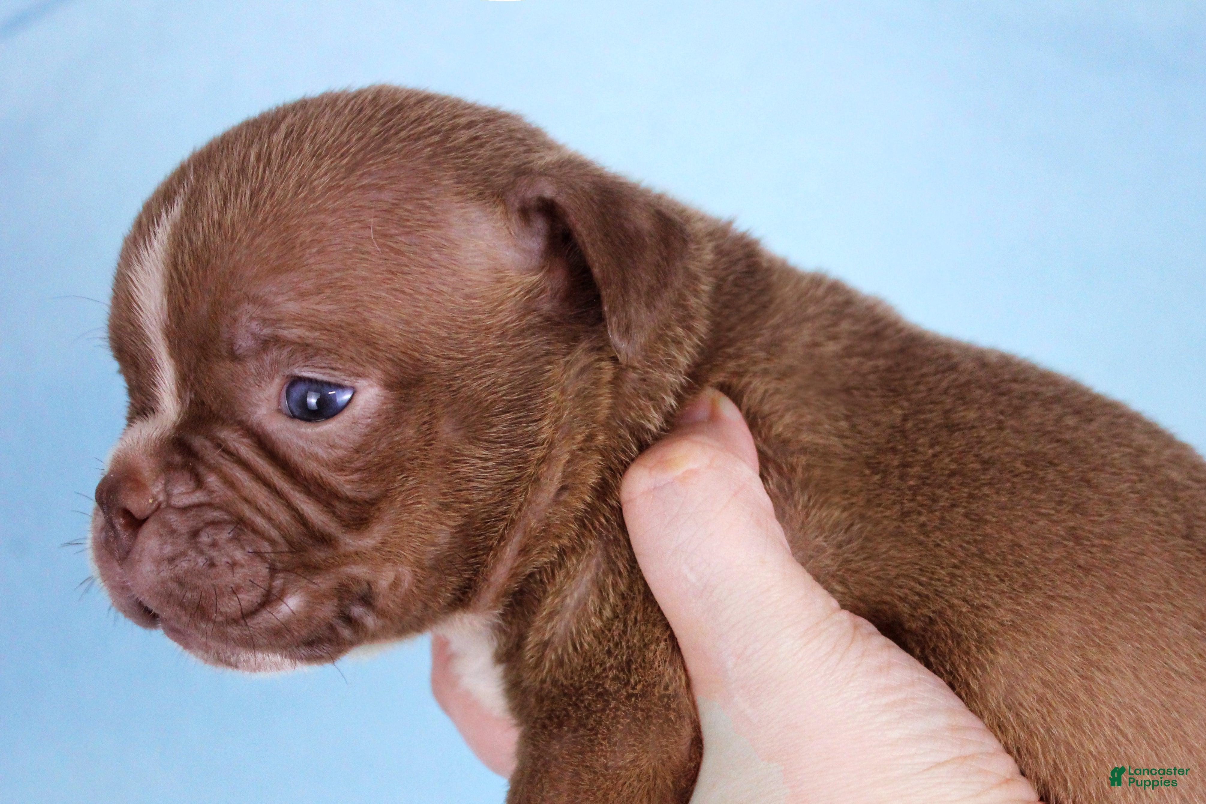 American Bully dogs Chocolate Male  - Ad 2
