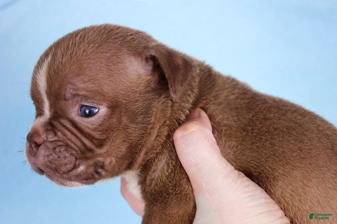 American Bully dogs for sale: Chocolate Male  - Ad 2