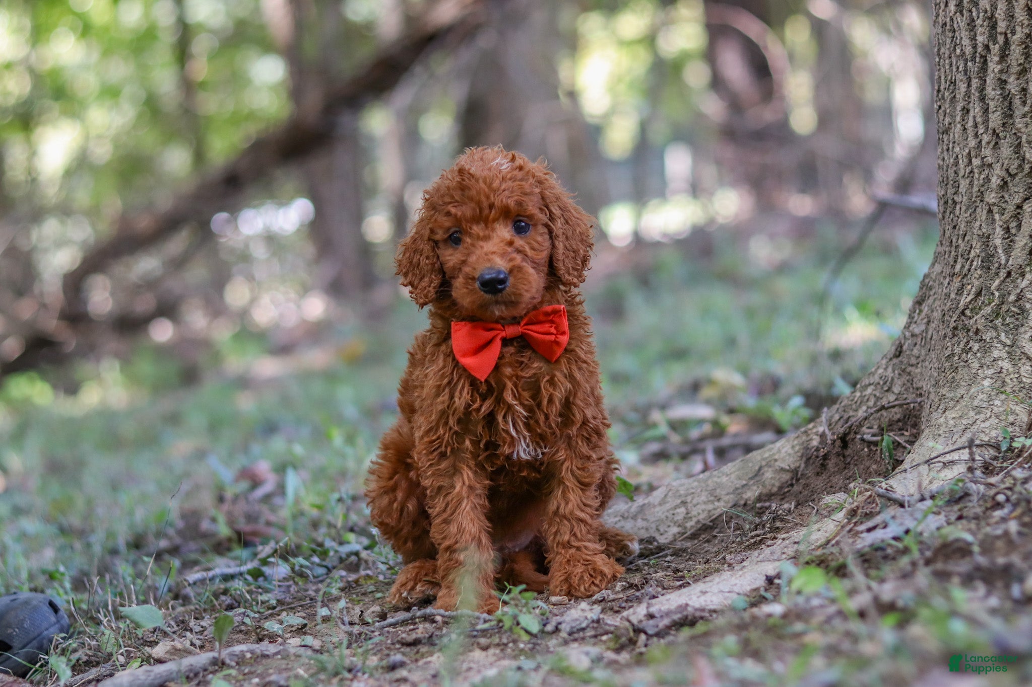 Goldendoodle dogs Dash - Ad 1