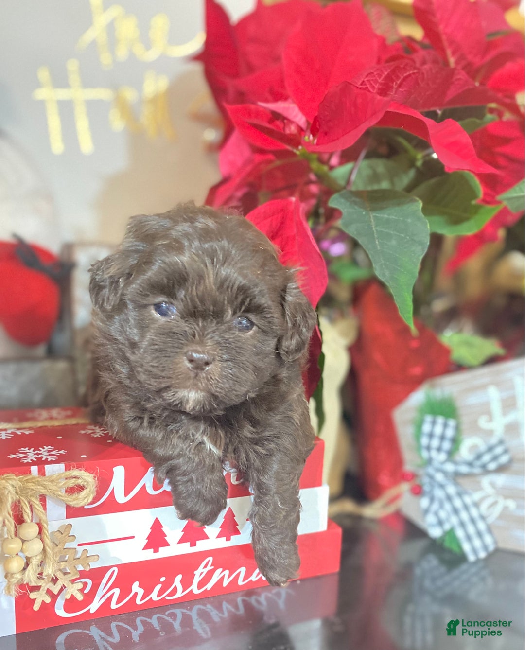 Shihpoo dogs for sale: Shihpoo Puppy 4 - Ad 1