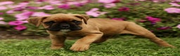 Boxer dogs for sale: Ranger  - Ad 3