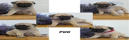 Pug dogs for sale: Namor - Ad 10