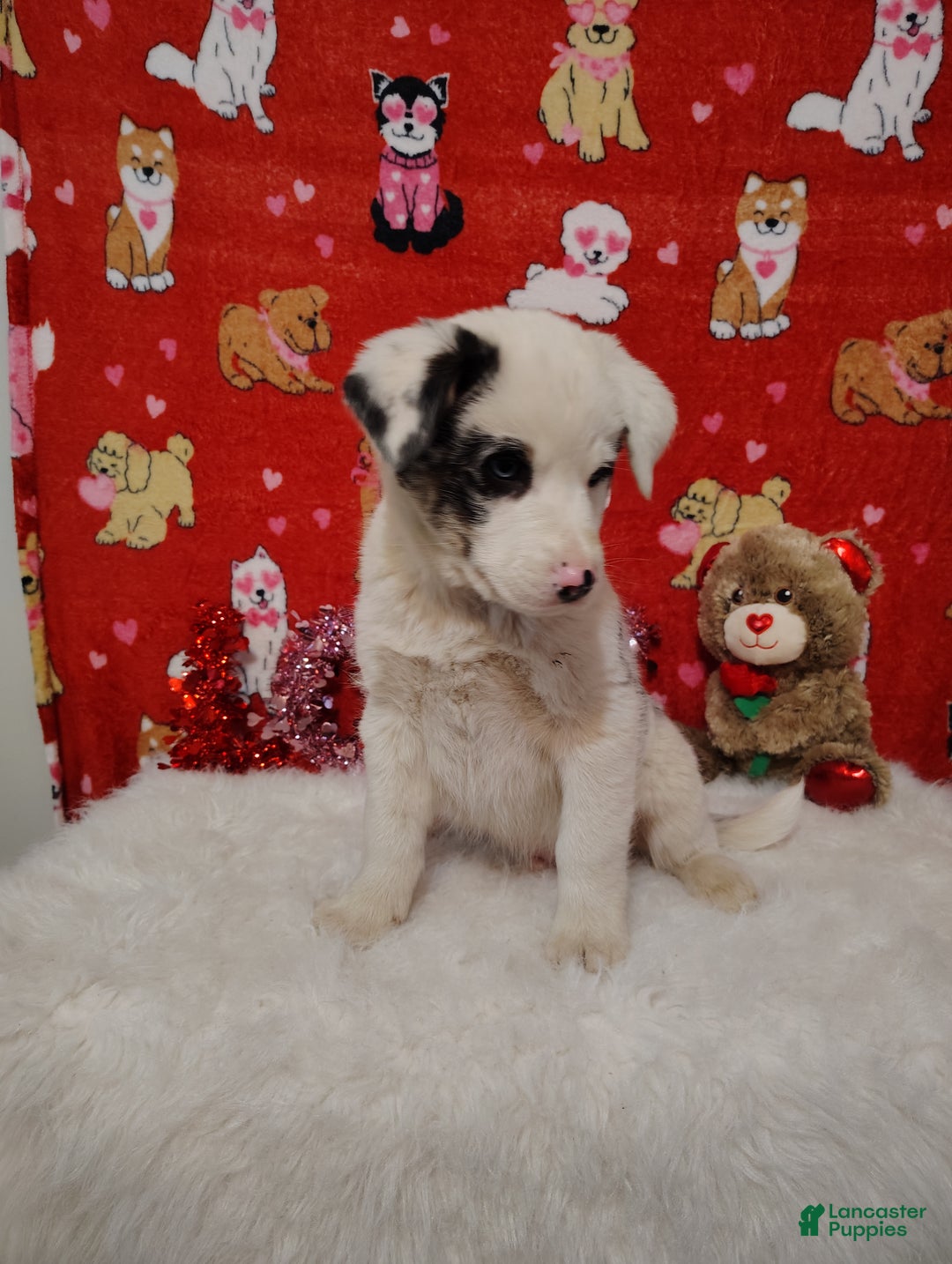 Mixed Breed dogs for sale: Wyatt - Ad 4