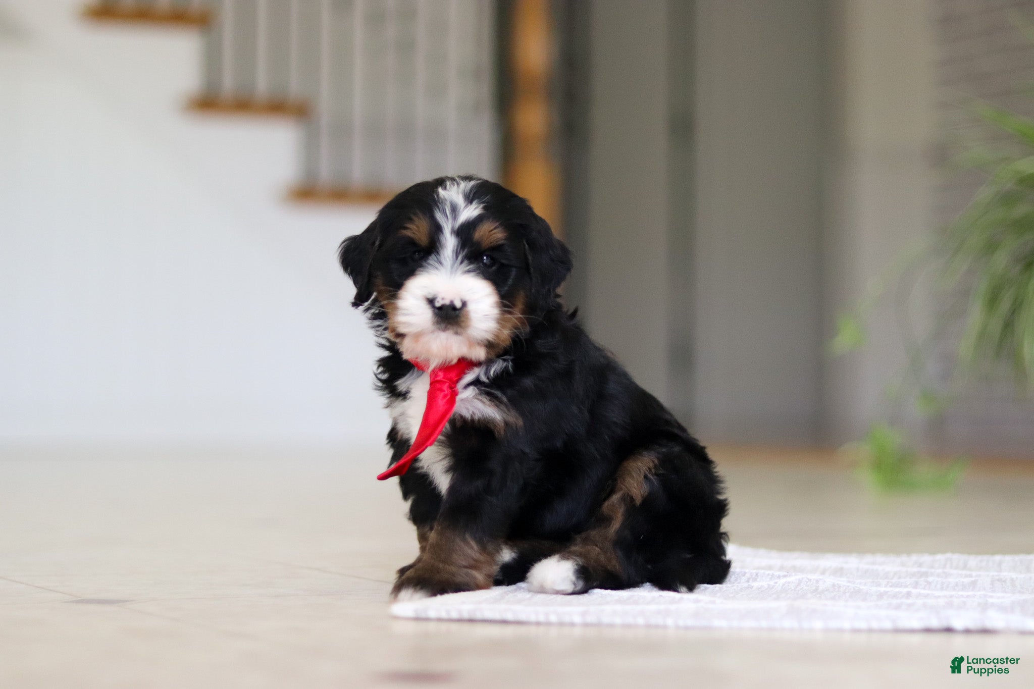 Mini Bernedoodle dogs Chico - Ad 1