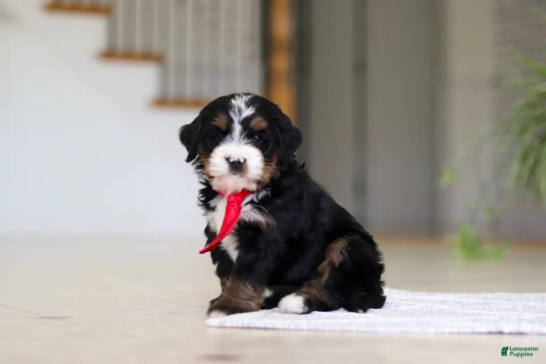 Mini Bernedoodle dogs for sale: Chico - Ad 1