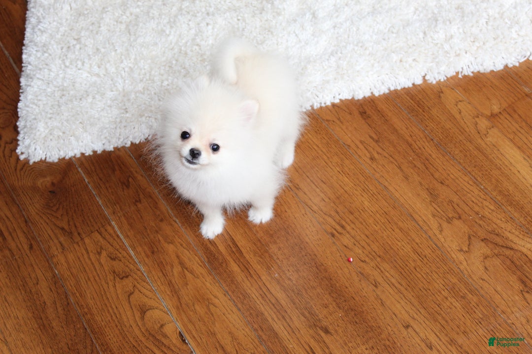 Pomeranian dogs for sale: Teacup Tony - Ad 15