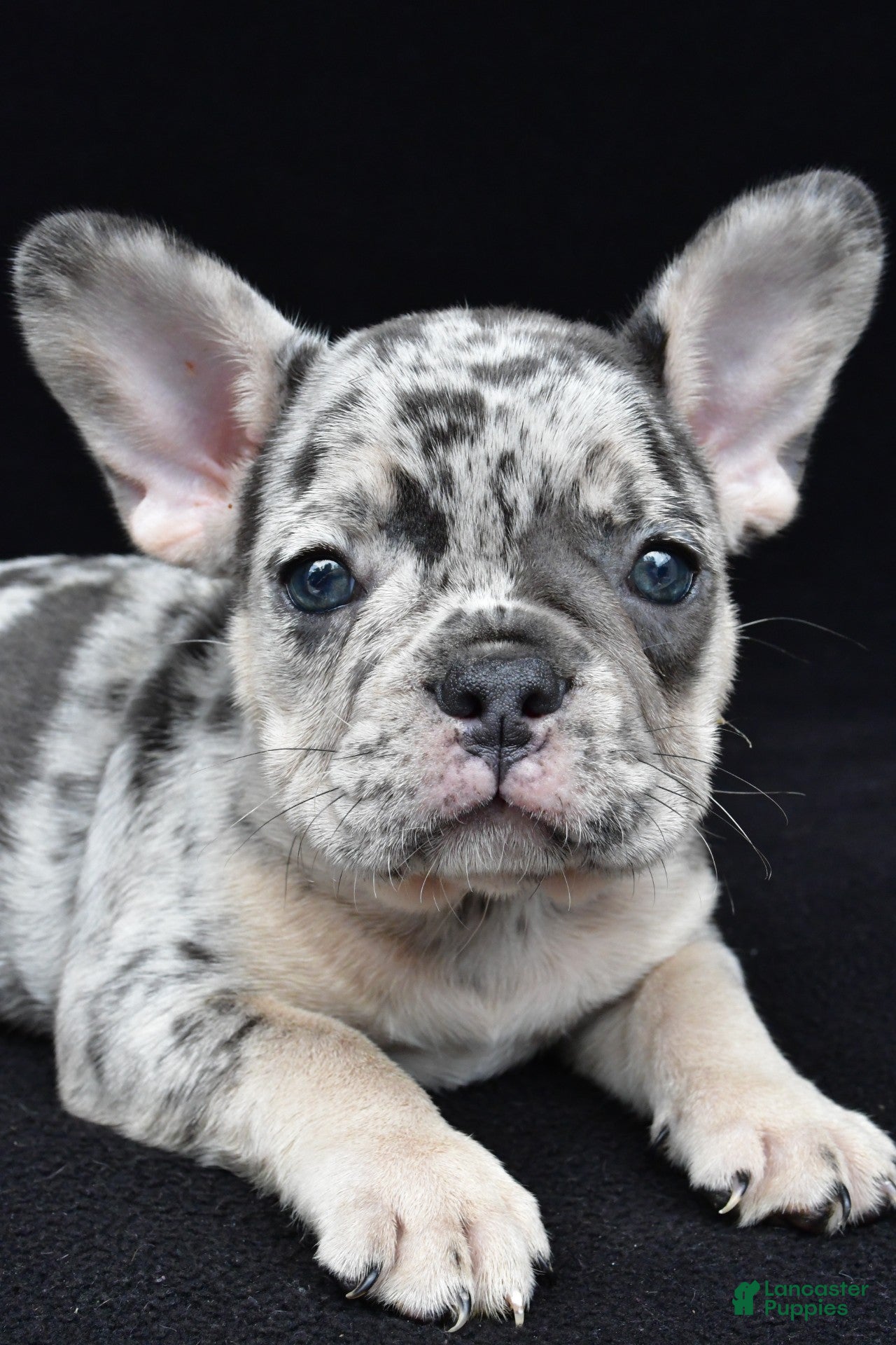 French Bulldog dogs ziggy - Ad 2