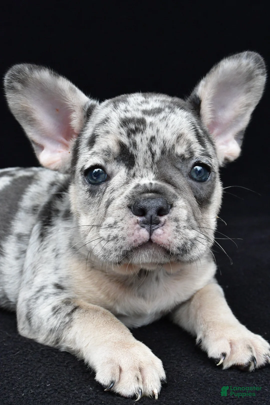 French Bulldog dogs for sale: ziggy - Ad 2