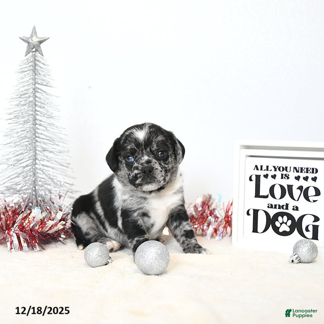 Puggle dogs for sale: Gemma - Ad 1