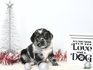 Puggle dogs Gemma - Ad 1