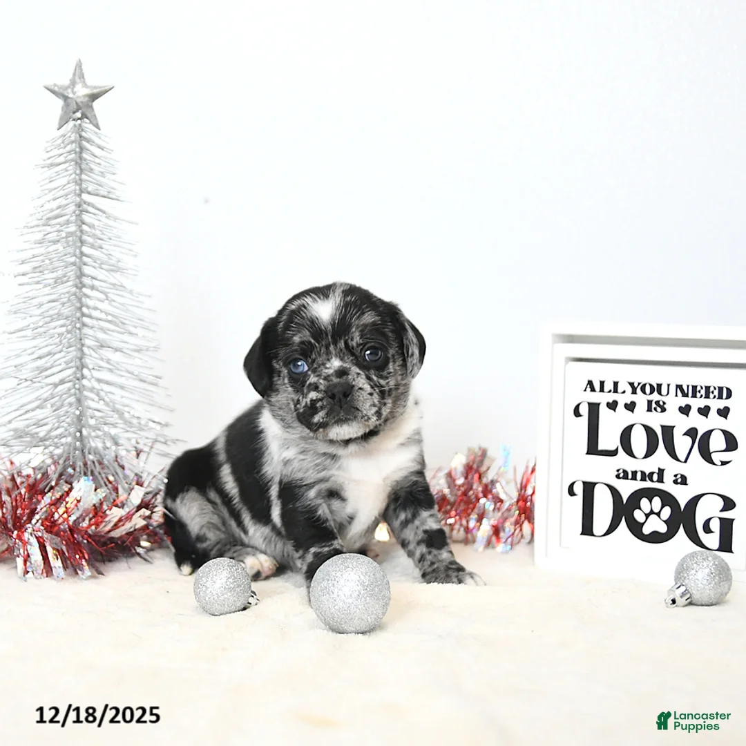 Puggle dogs for sale: Gemma - Ad 6