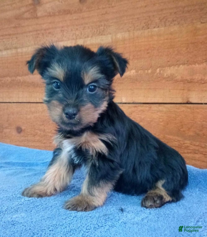 Yorkshire Terrier dogs Coco - Ad 2