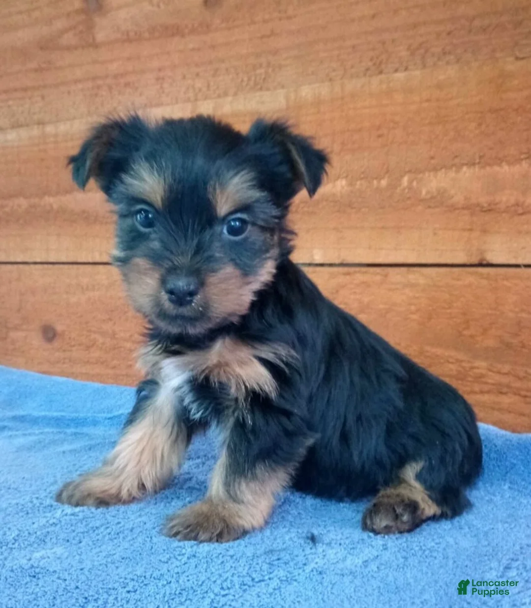 Yorkshire Terrier dogs for sale: Coco - Ad 2