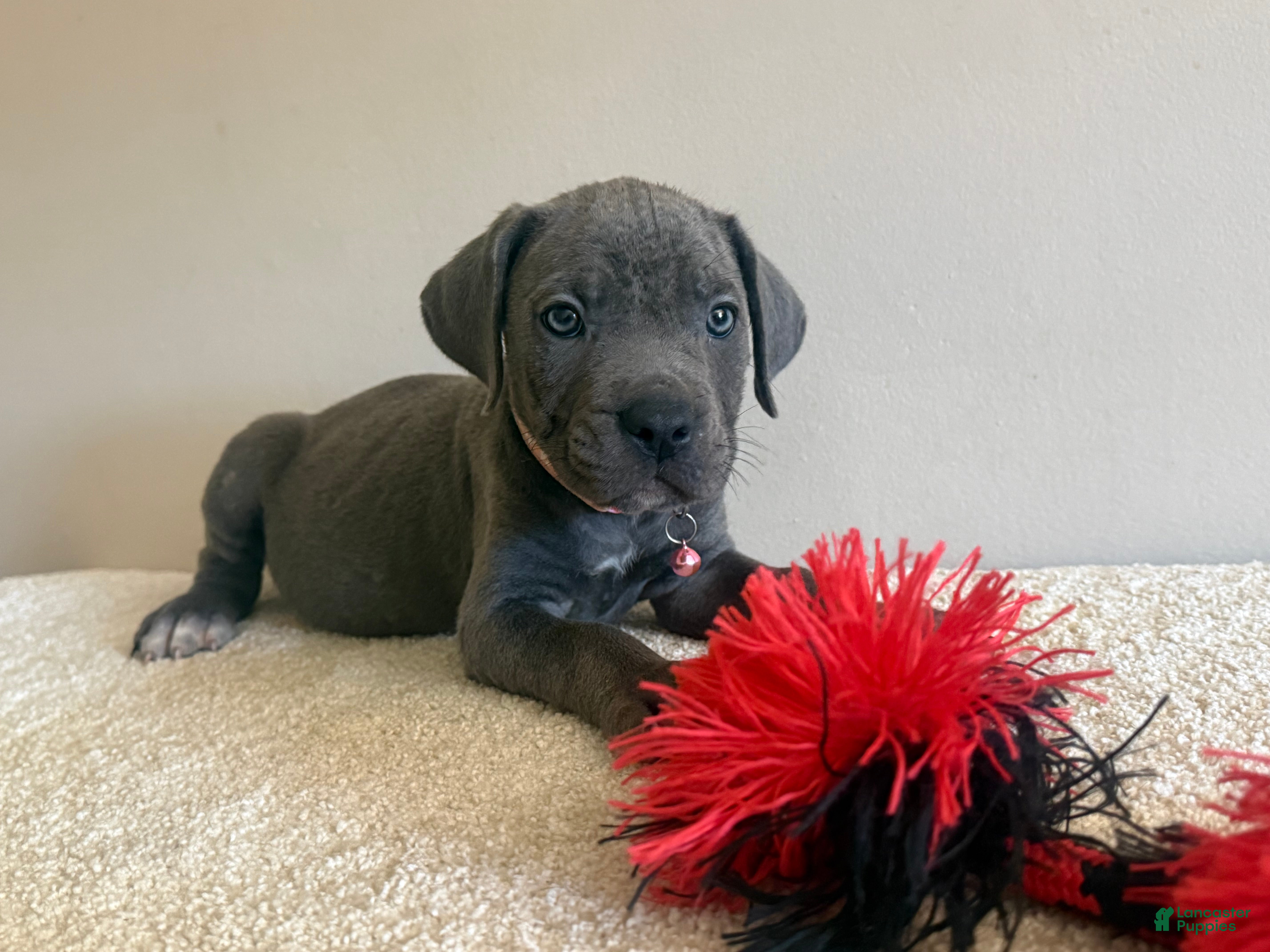 Cane Corso dogs Diamond  - Ad 2