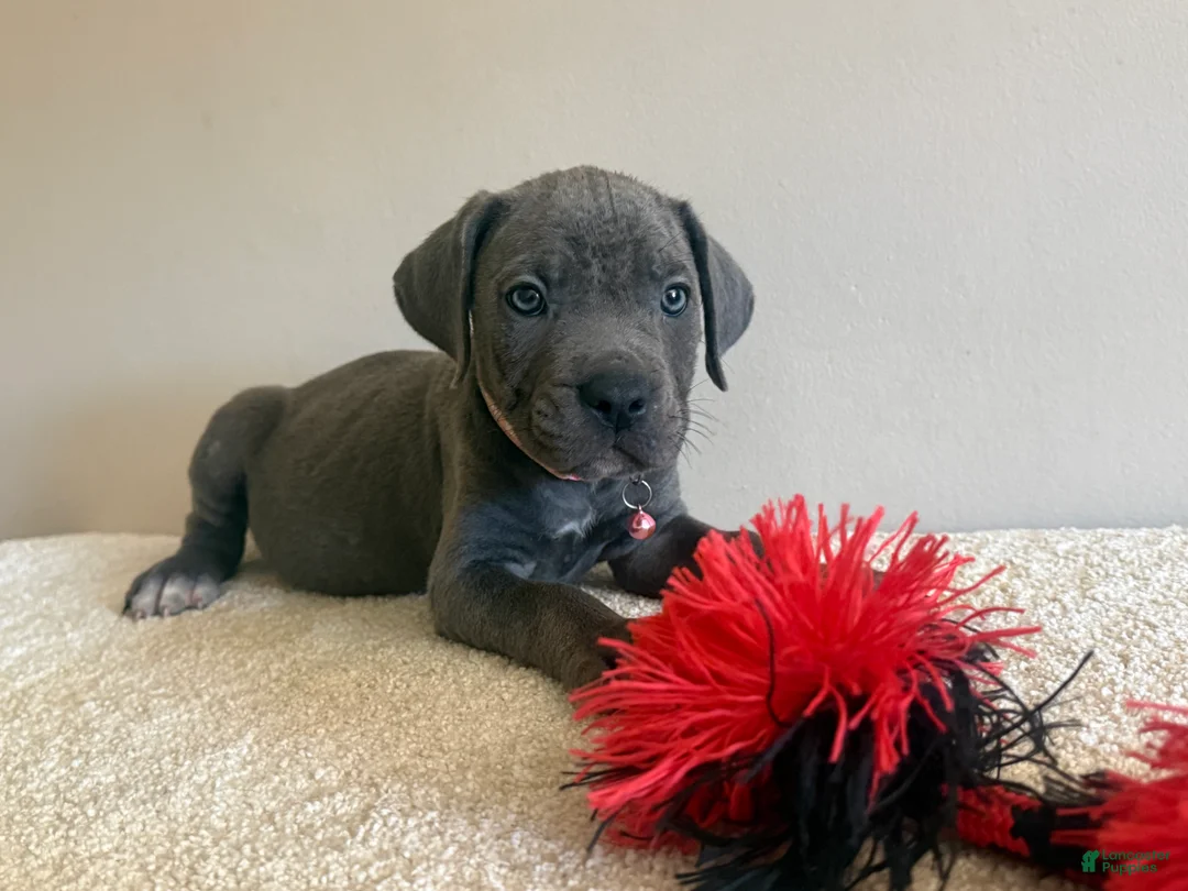 Cane Corso dogs for sale: Diamond  - Ad 2
