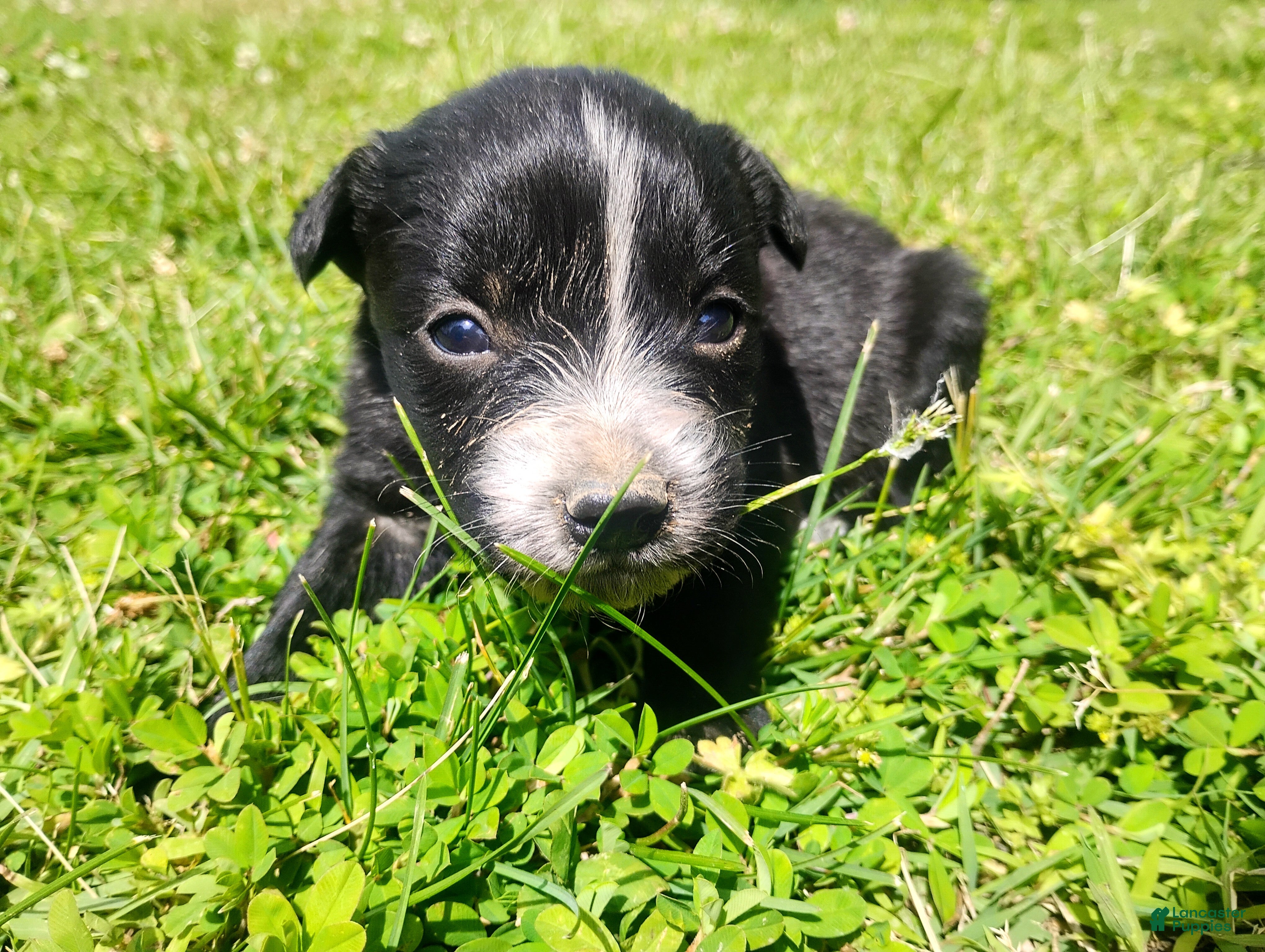 Mixed Breed dogs Mixed Breed Puppy 2 - Ad 13