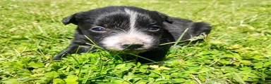 Mixed Breed Puppy 2