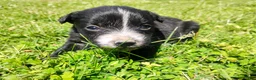 Mixed Breed dogs for sale: Mixed Breed Puppy 2 - Ad 1