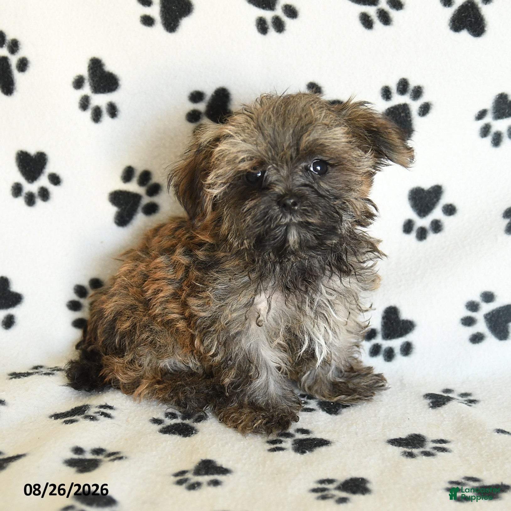 Shorkie dogs Ike - Ad 1