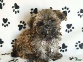 Shorkie dogs Ike - Ad 1