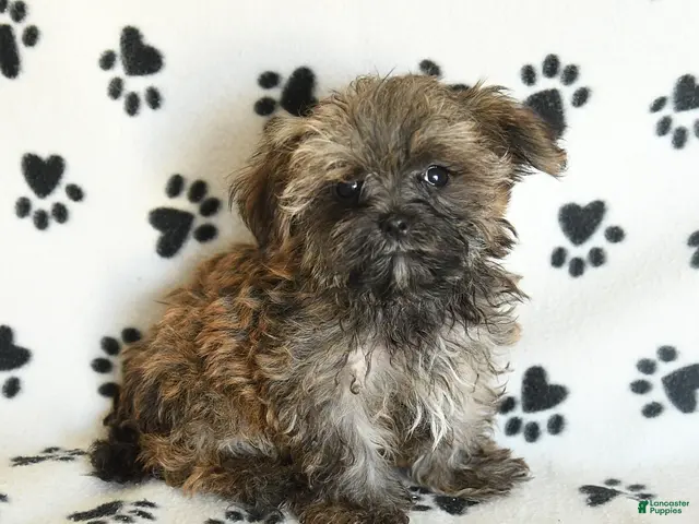 Shorkie dogs for sale: Ike - Ad 1