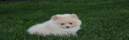 Pomeranian dogs for sale: Teddy  - Ad 14